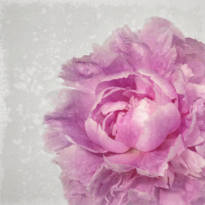 Print of Pink Peony for sale handcrafted from a photograph of a flower with delicate pink petals with silvery edges offset to right Square mode, grey background, wall art