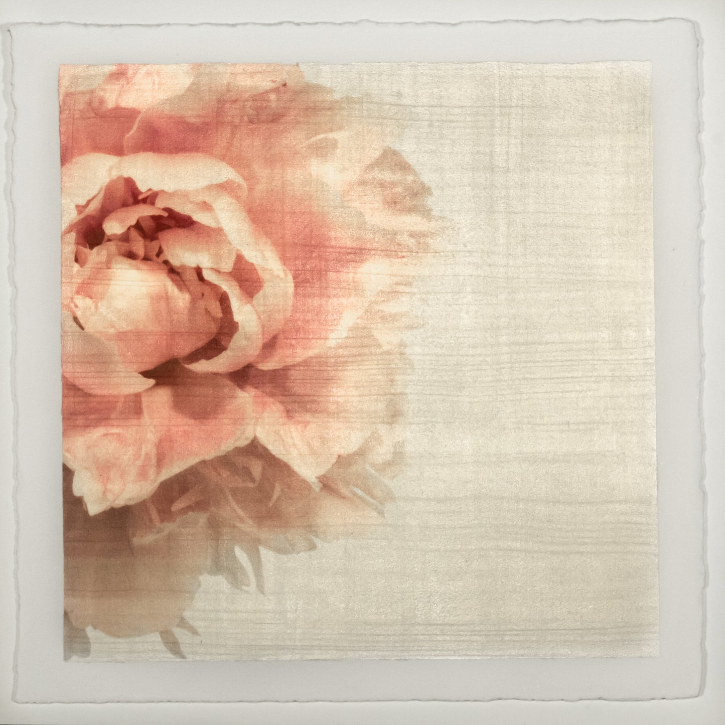 Print of Pink Peony for sale handcrafted from a photograph peaking in from left side with pink petals and silvery edges Square mode, grey background, wall art 8” square on cotton paper deckle edge