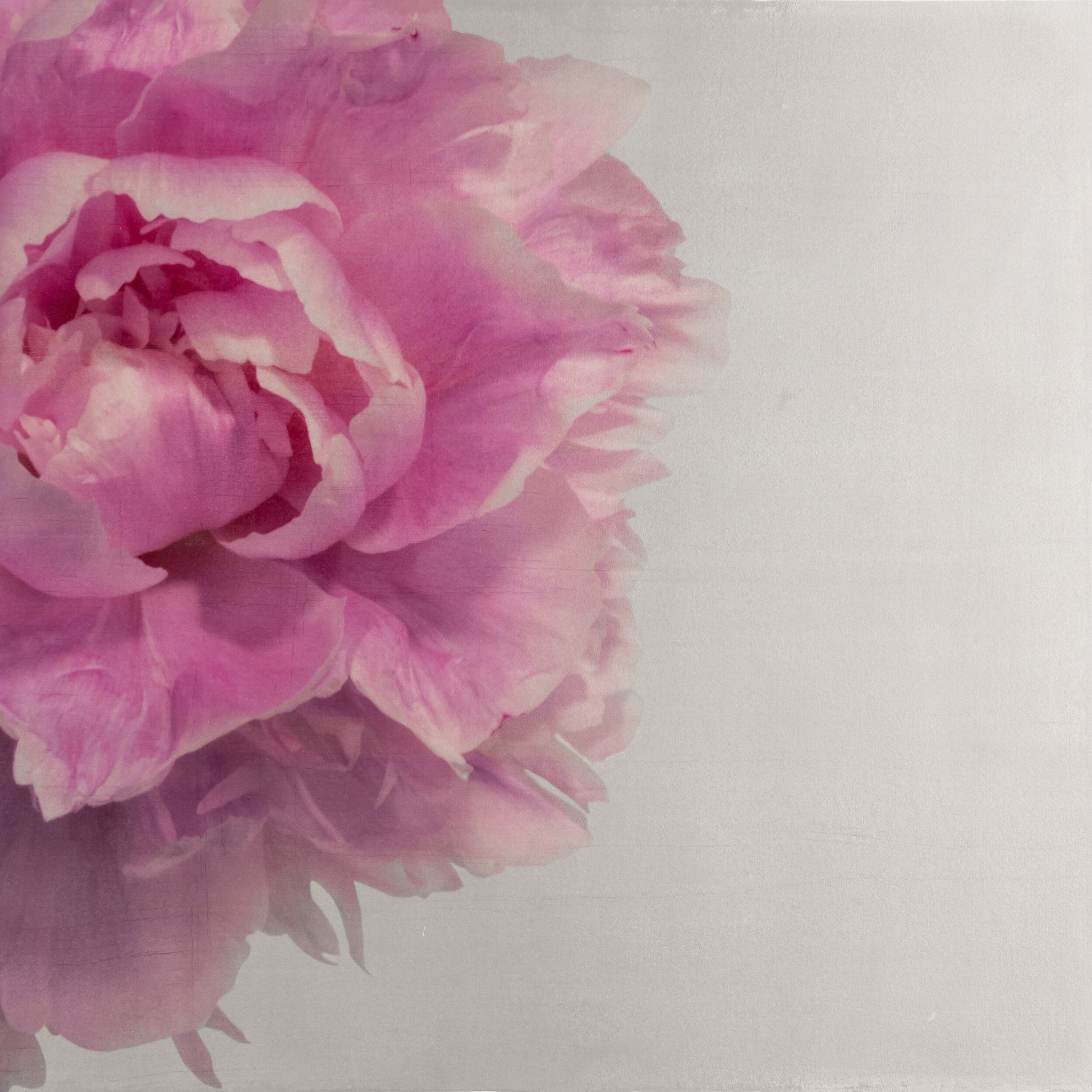 Print of Pink Peony for sale handcrafted from a photograph peaking in from left side with pink petals and silvery edges Square mode, grey background, wall art