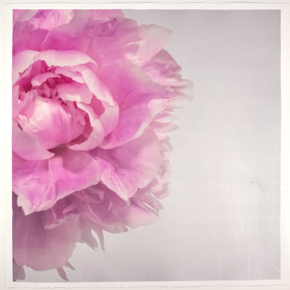 Print of Pink Peony for sale handcrafted from a photograph peaking in from left side with pink petals and silvery edges Square mode, grey background, wall art 12” square on cotton paper deckle edge