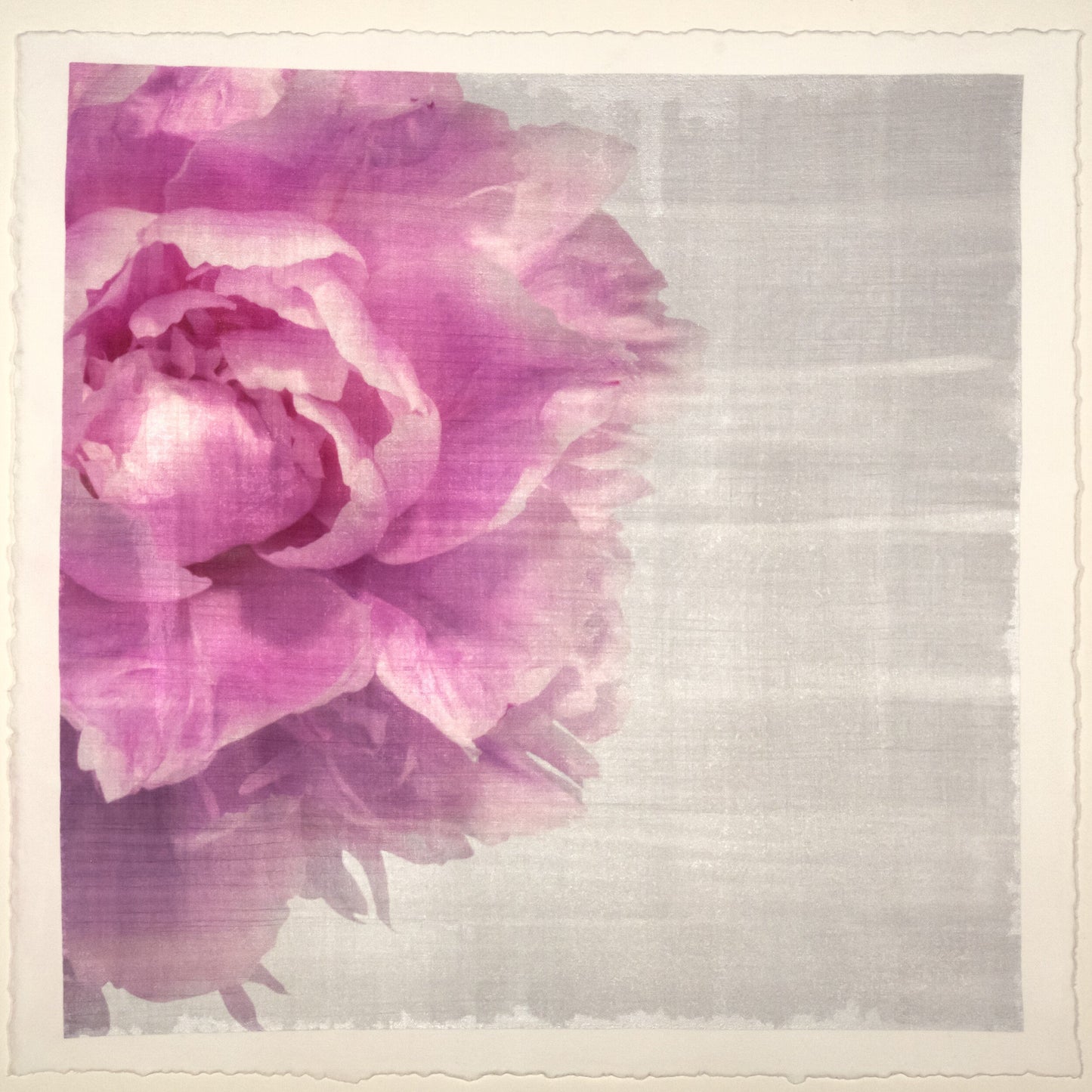 Print of Pink Peony for sale handcrafted from a photograph peaking in from left side with pink petals and silvery edges Square mode, grey background, wall art 12” square on cotton paper deckle edge