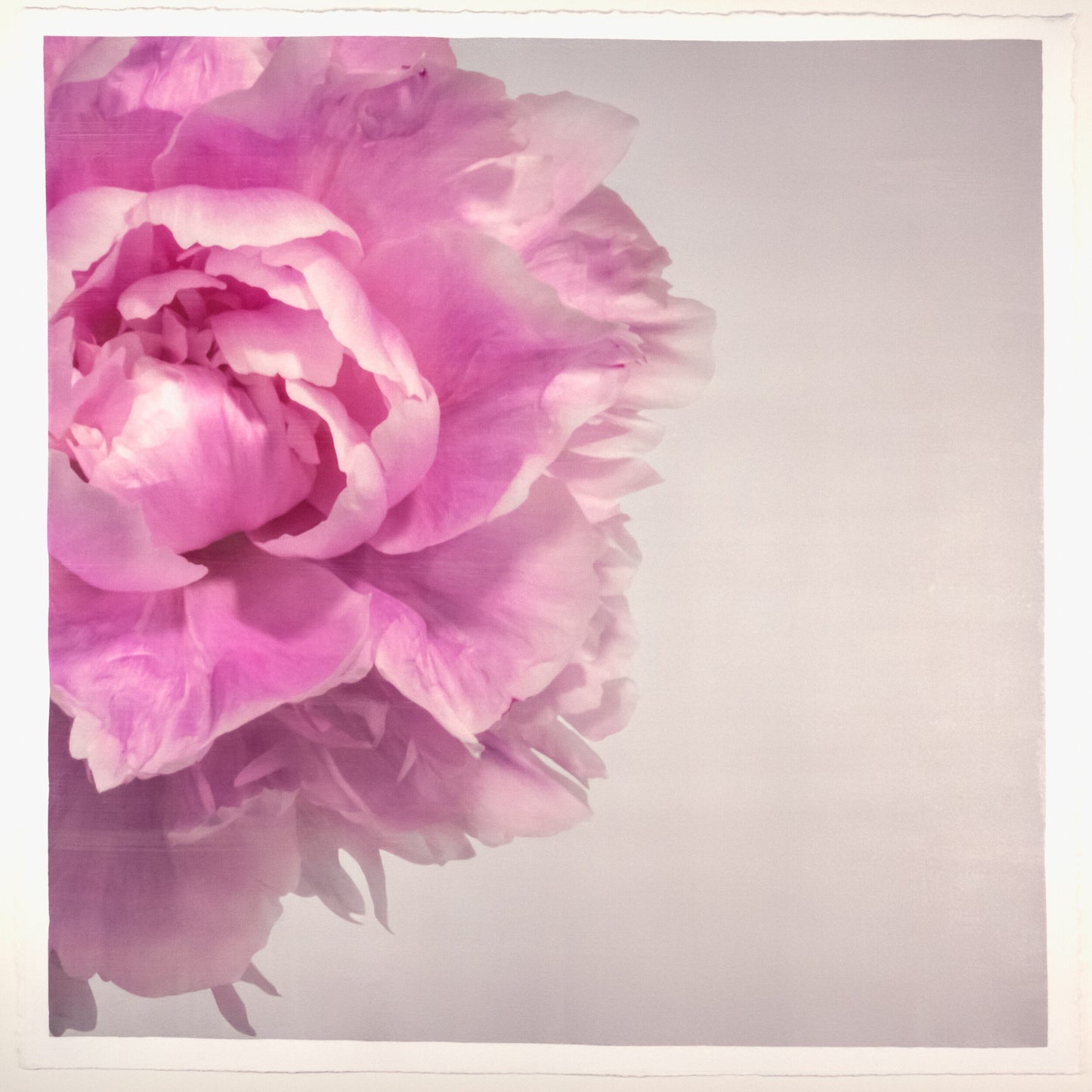 Print of Pink Peony for sale handcrafted from a photograph peaking in from left side with pink petals and silvery edges Square mode, grey background, wall art 12” square on cotton paper deckle edge