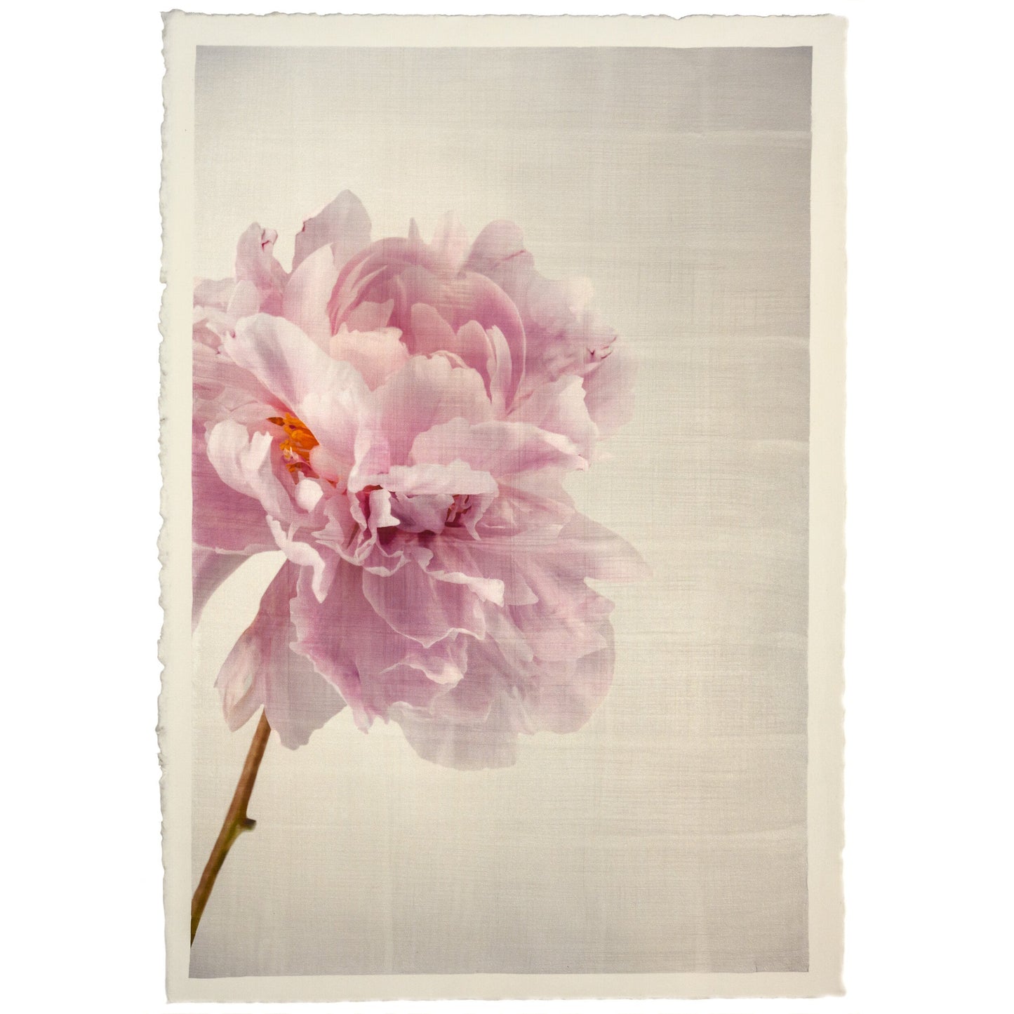 Print of Pink Peony for sale handcrafted from a photograph of a flower with delicate pink petals with silvery edges standing offset to left grey background, wall art 12x18” on cotton paper