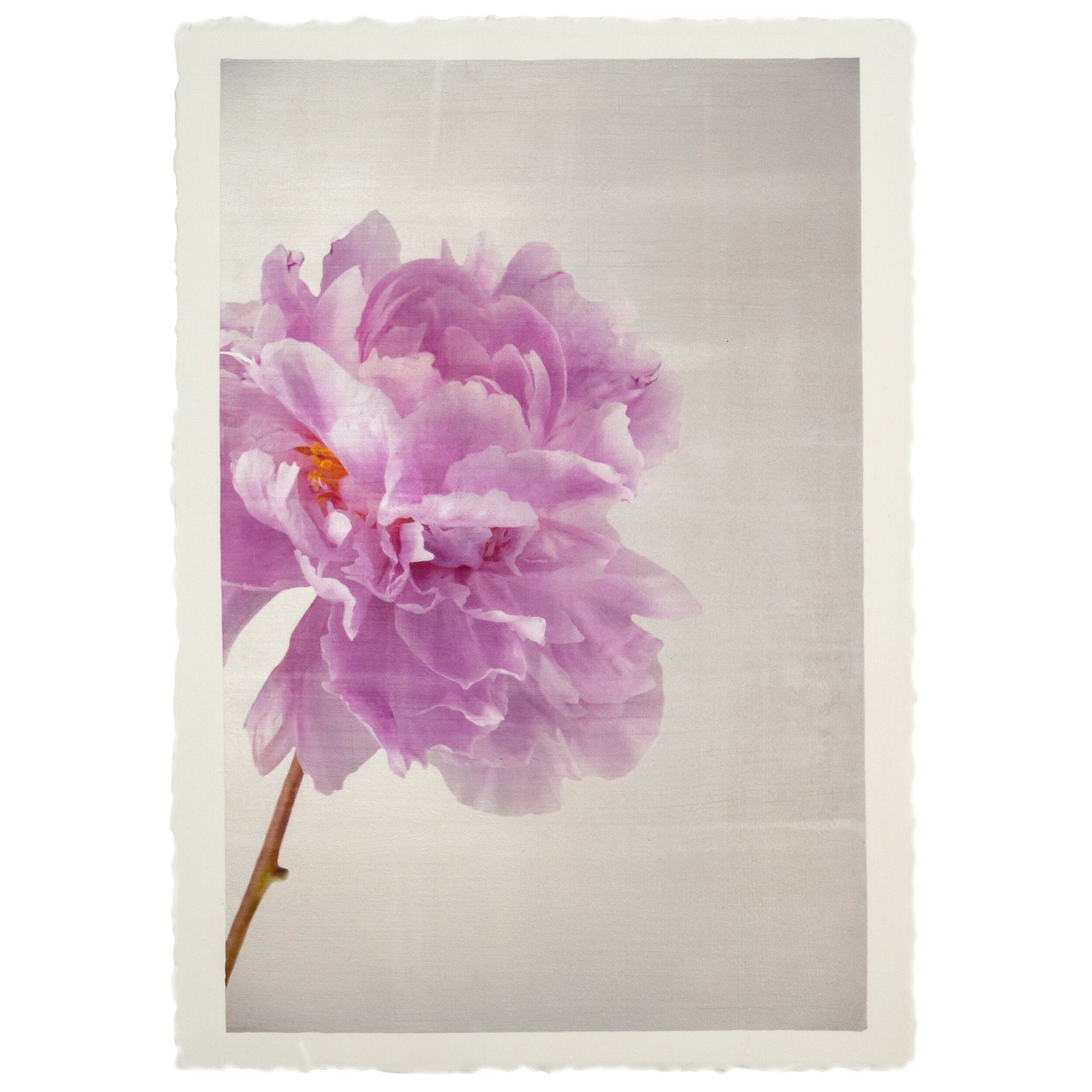 Print of Pink Peony for sale handcrafted from a photograph of a flower with delicate pink petals with silvery edges standing offset to left grey background, wall art 8x12” on cotton paper