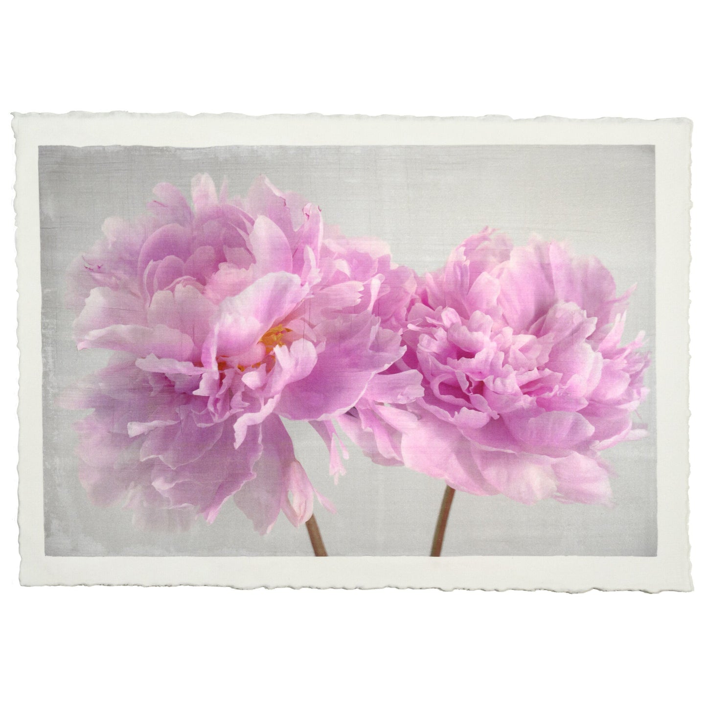 2 full bloom white peonies with yellow center one standing taller blooms both visible stems and leaves showing 12x8” cotton paper wall art