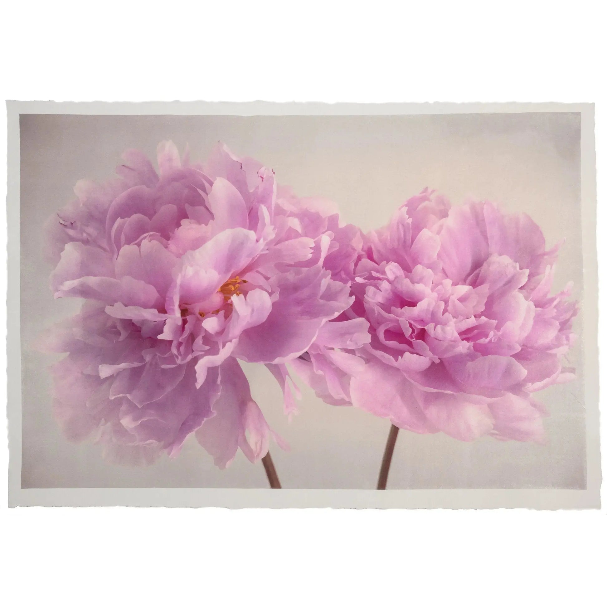 2 full bloom double pink peony  with yellow center one standing taller blooms both visible stems and leaves showing 24x16” cotton paper wall art