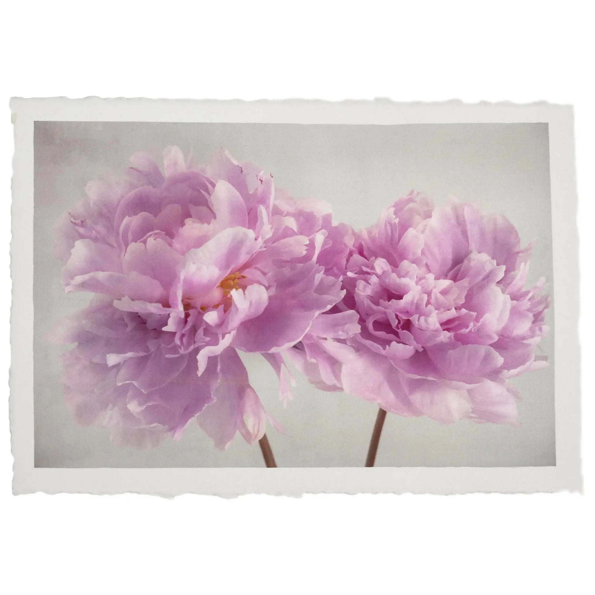 2 full bloom double pink peony  with yellow center one standing taller blooms both visible stems and leaves showing 24x16” cotton paper wall art