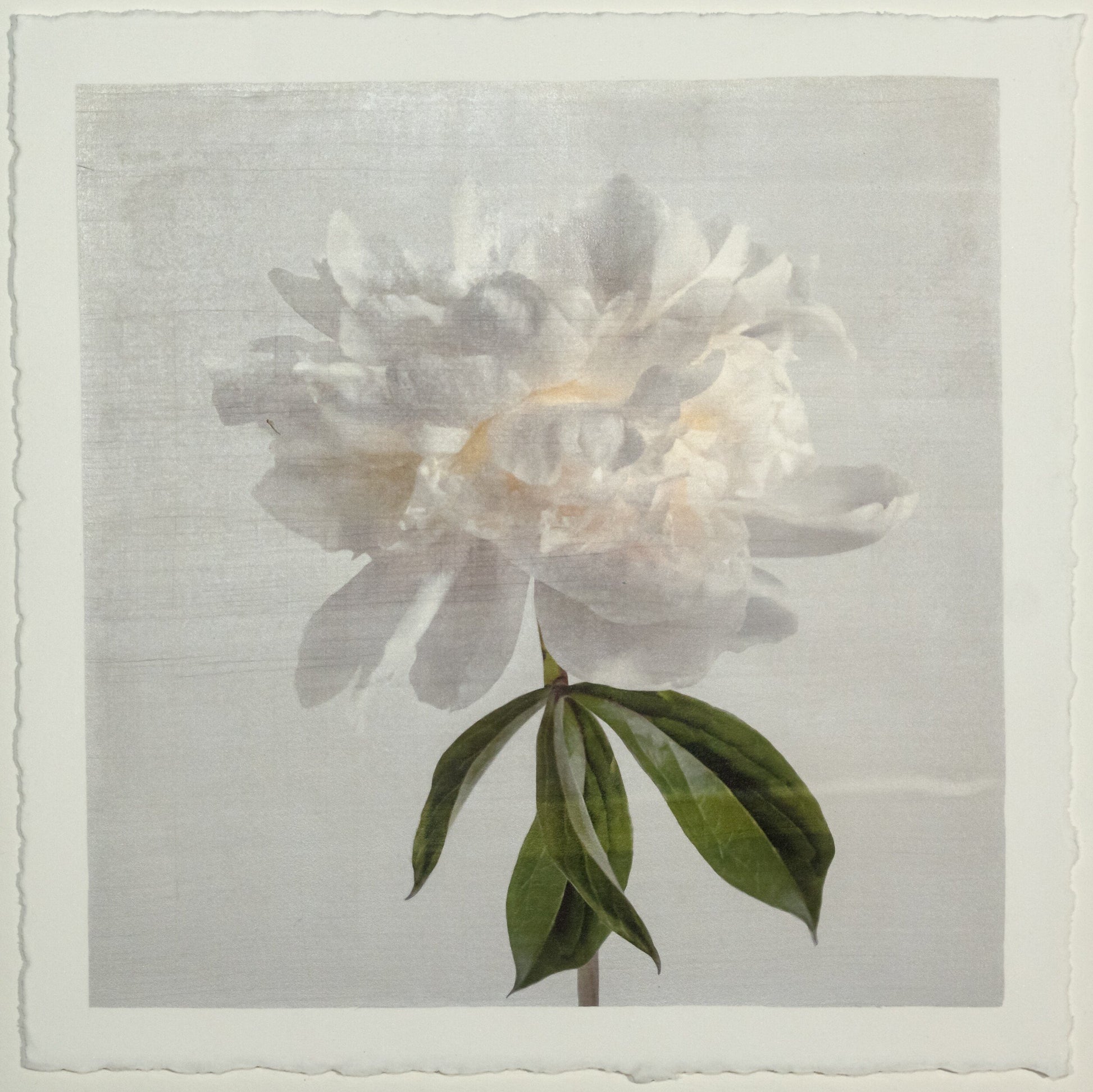 White Peony Side view full billowy bloom with yellow center stem and leaves visible pearl tinted 8” cotton paper wall art