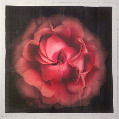 Print of Red Red Rose spherical outer scalloped petals, closed center petals forming spiral Centered in Square mode, black background, wall art 12” square on cotton paper deckle edge