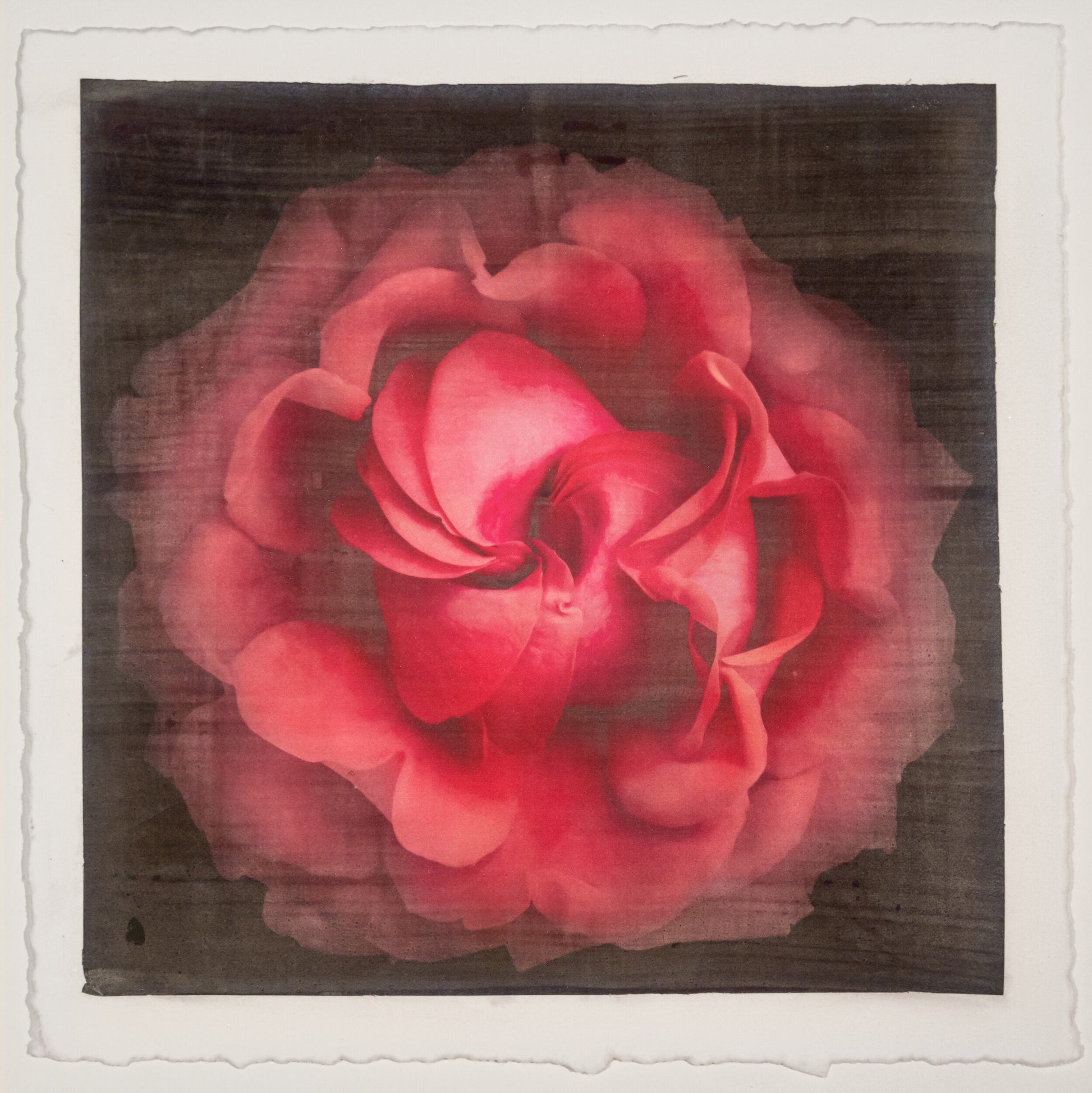 Print of Red Red Rose spherical outer scalloped petals, closed center petals forming spiral Centered in Square mode, black background, wall art 12” square on cotton paper deckle edge