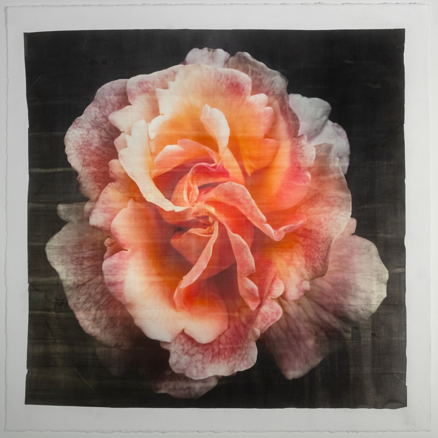 print of orange firestar rose in prime bloom with a swirl star center petals fading to golden highlights. 8” square on deckled edge print cotton paper. black background, wall art.