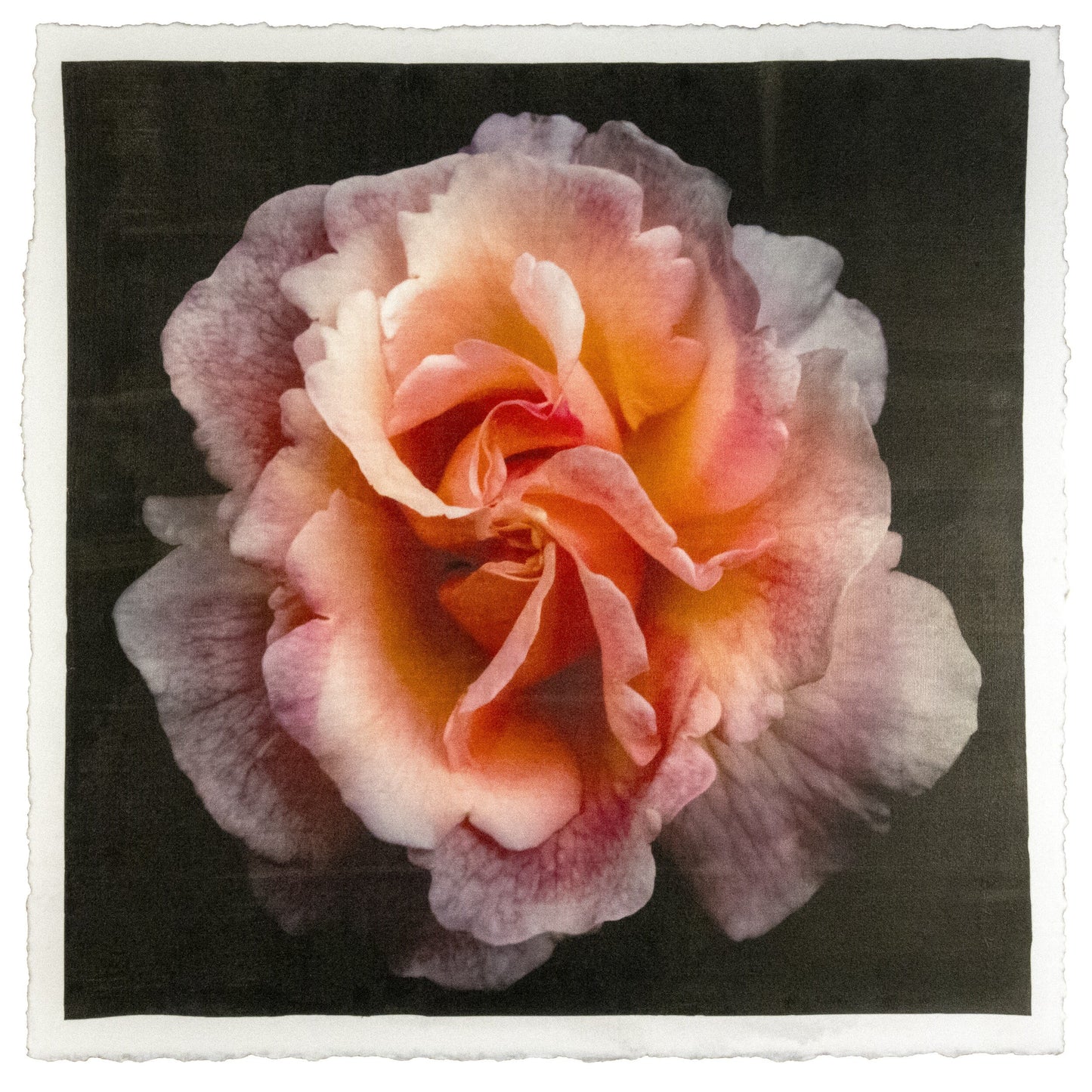 print of orange firestar rose in prime bloom with a swirl star center petals fading to golden highlights. 8” square on deckled edge print cotton paper. black background, wall art.