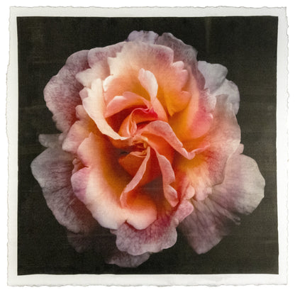 print of orange firestar rose in prime bloom with a swirl star center petals fading to golden highlights. 8” square on deckled edge print cotton paper. black background, wall art.