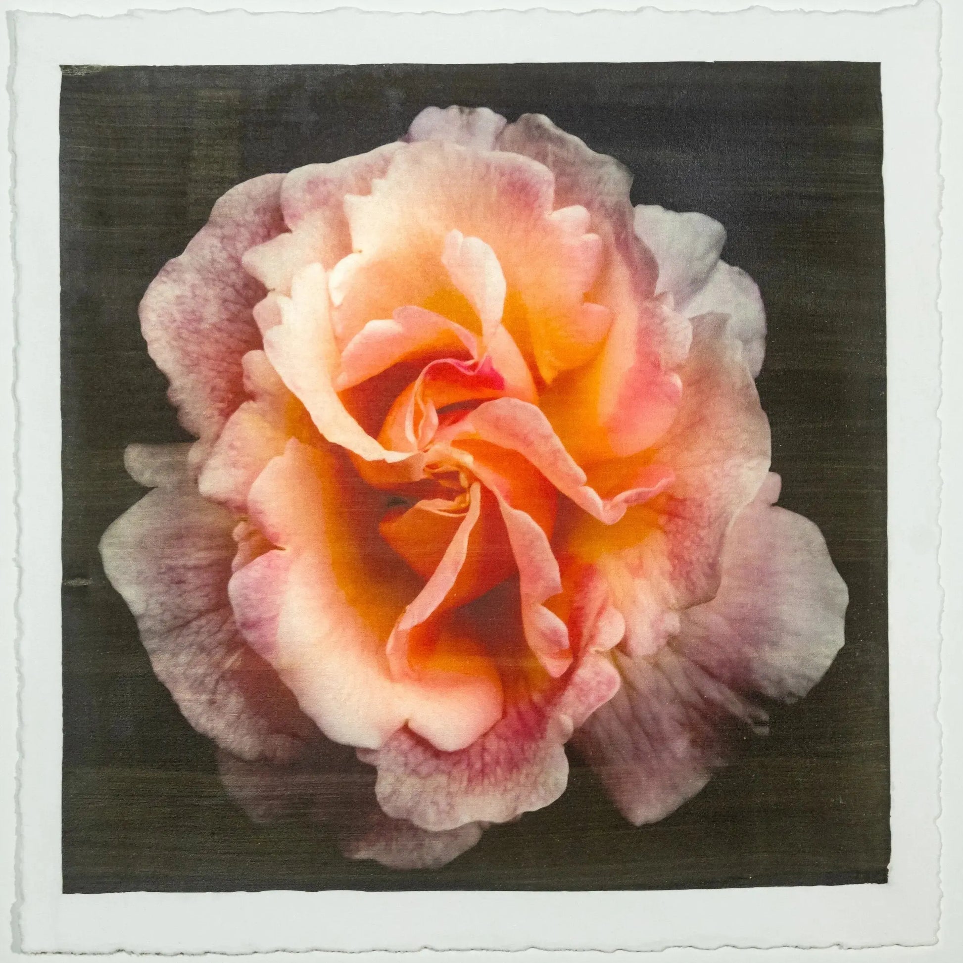 flower print of firestar orange rose  in prime bloom with a swirl star center petals fading to golden highlights. 12” square on deckled edge print cotton paper. black background, wall art.