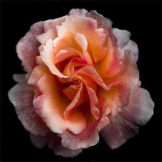 print of orange firestar rose in prime bloom with a swirl star center petals fading to white highlights at the edges. Centered in Square mode, black background, wall art.