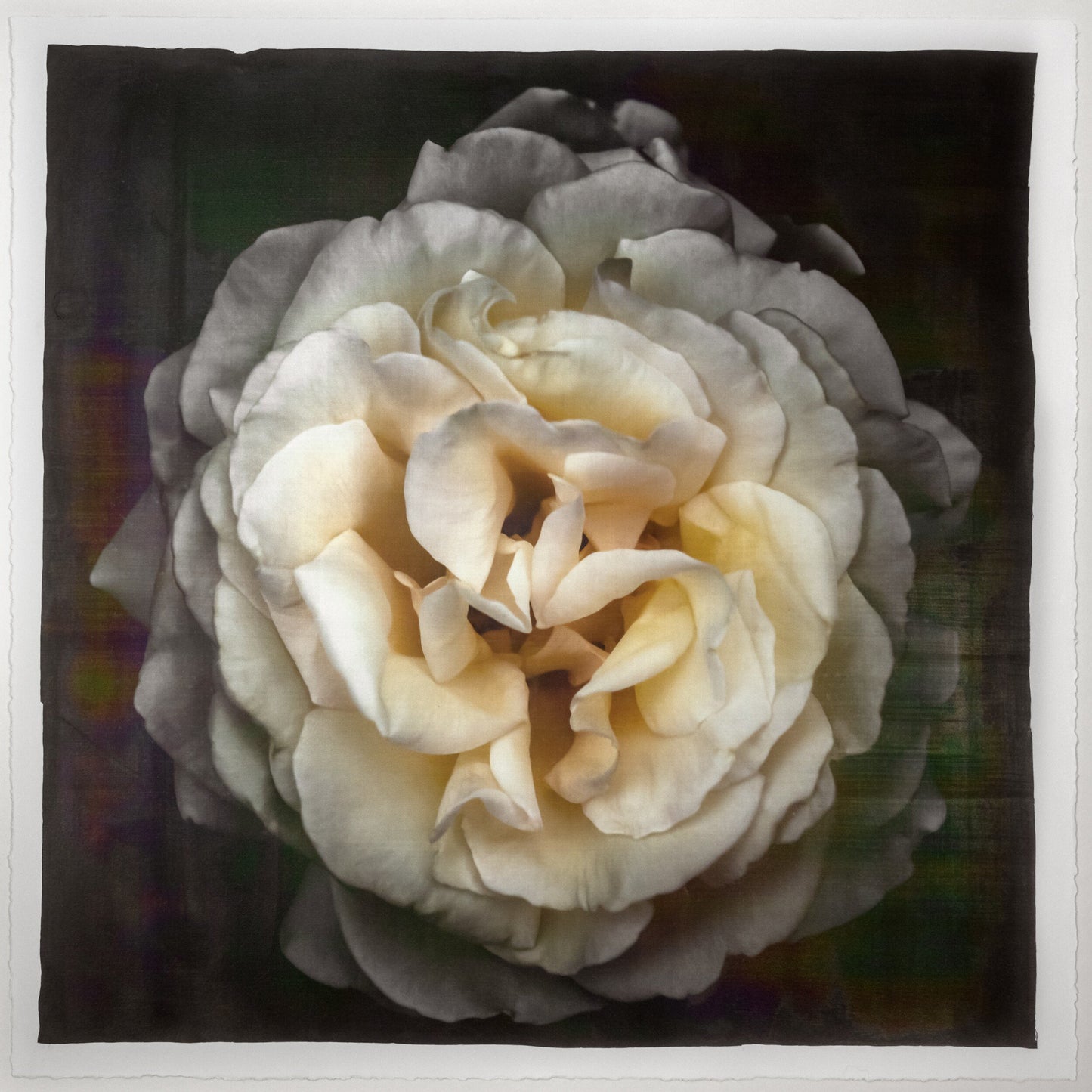 Print of Yellow Rose for sale of a flower with large, full double blooming pale yellow symmetrical flower Centered in Square mode, black background, wall art 8” square on cotton paper deckle edge