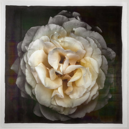 Print of Yellow Rose for sale of a flower with large, full double blooming pale yellow symmetrical flower Centered in Square mode, black background, wall art 8” square on cotton paper deckle edge