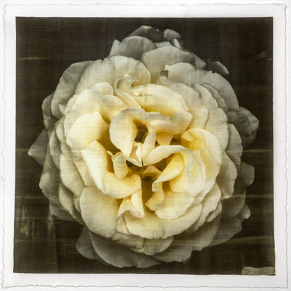 Print of Yellow Rose for sale of a flower with large, full double blooming pale yellow symmetrical flower Centered in Square mode, black background, wall art 8” square on cotton paper deckle edge