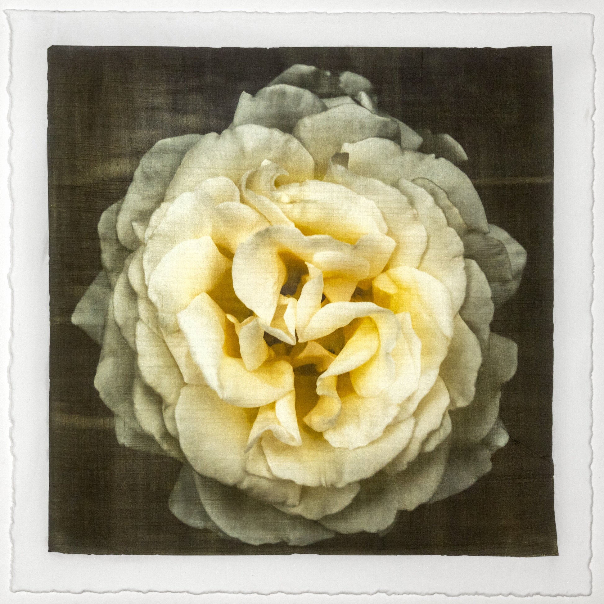 Print of Yellow Rose for sale of a flower with large, full double blooming pale yellow symmetrical flower Centered in Square mode, black background, wall art 12” square on cotton paper deckle edge