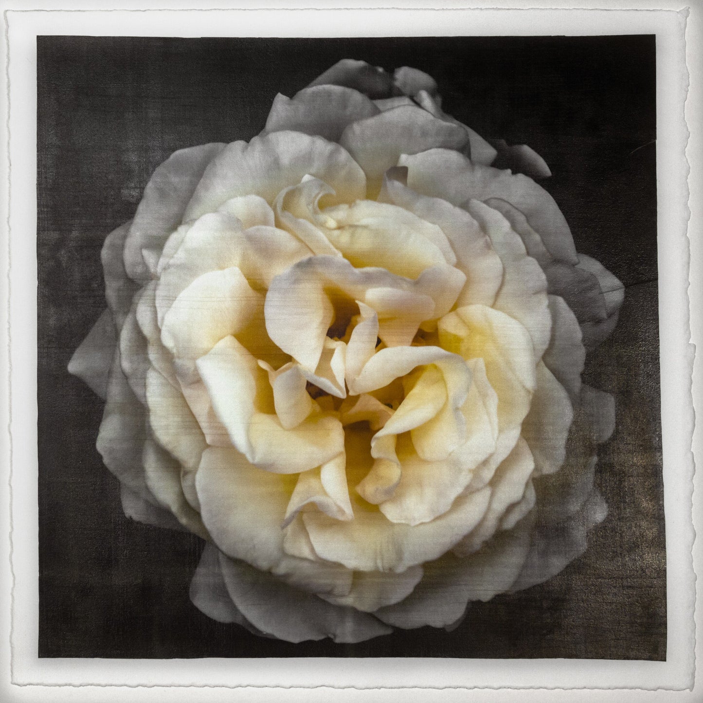 Print of Yellow Rose for sale of a flower with large, full double blooming pale yellow symmetrical flower Centered in Square mode, black background, wall art 12” square on cotton paper deckle edge