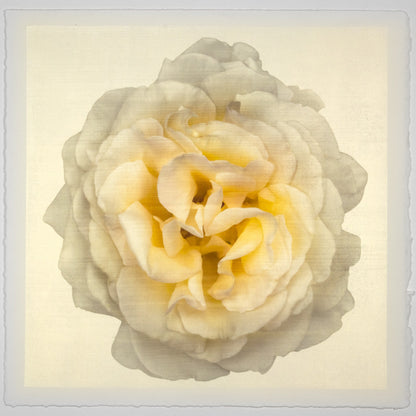 Yellow Rose Print double bloom flower with billowing silvery outer petals, golden background, square shape 8” cotton paper wall art