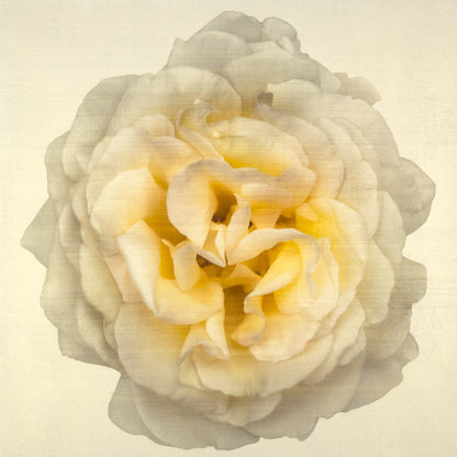 Yellow Rose Print double bloom flower with billowing silvery outer petals, golden background square shape wall art