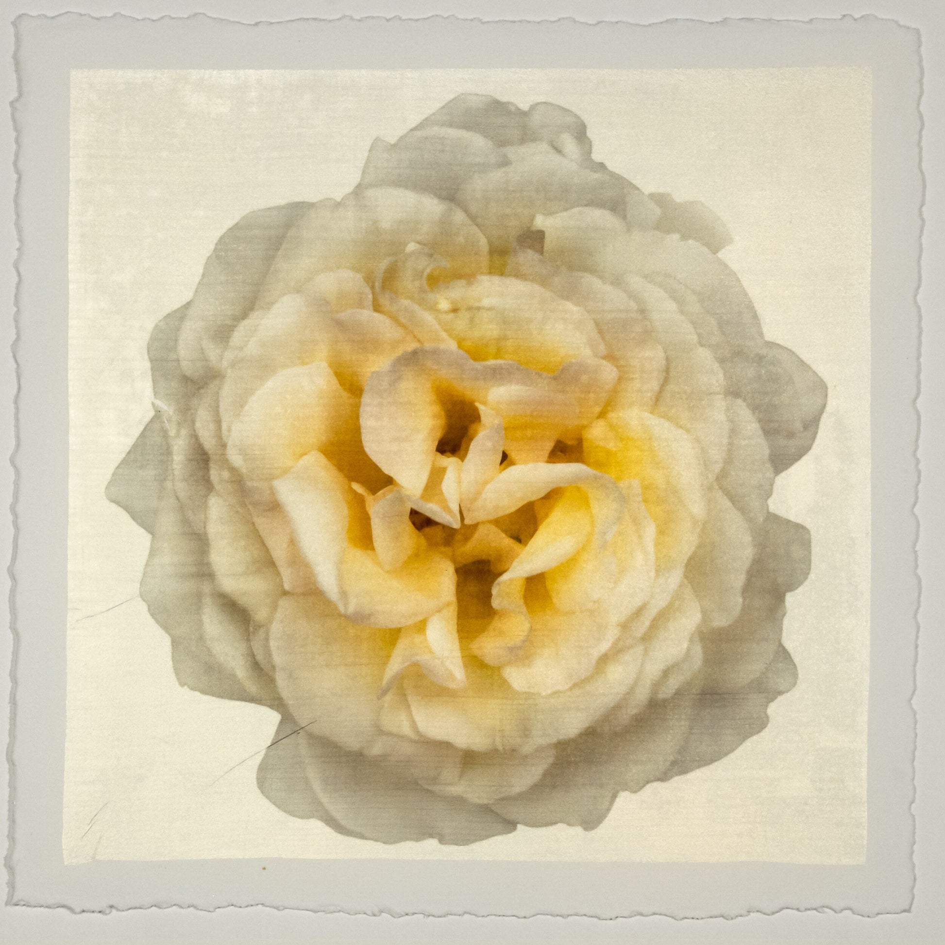 Yellow Rose Print double bloom flower with billowing silvery outer petals, golden background, square shape 12” cotton paper wall art