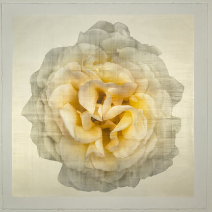 Yellow Rose Print double bloom flower with billowing silvery outer petals, golden background, square shape 12” cotton paper wall art