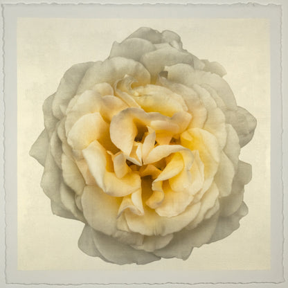 Yellow Rose Print double bloom flower with billowing silvery outer petals, golden background, square shape 20” cotton paper wall art