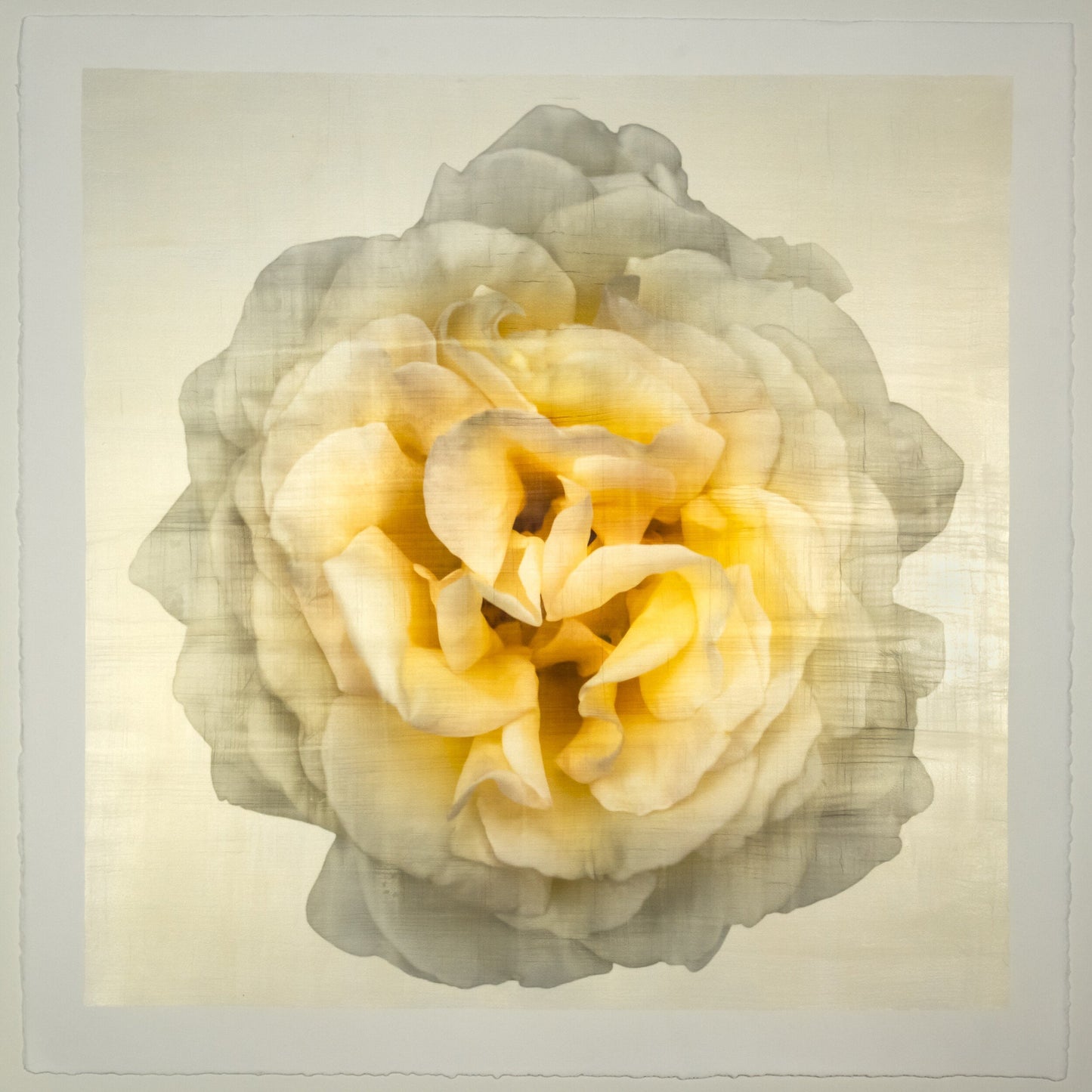 Yellow Rose Print double bloom flower with billowing silvery outer petals, golden background, square shape 20” cotton paper wall art