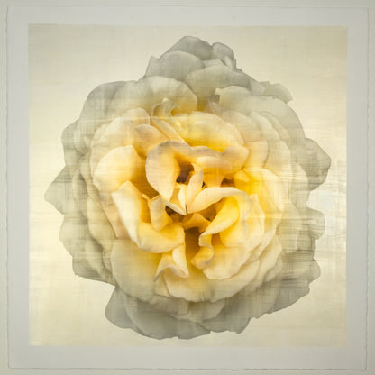 Yellow Rose Print double bloom flower with billowing silvery outer petals, golden background, square shape 20” cotton paper wall art