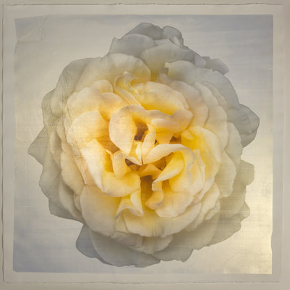 Yellow Rose Print double bloom flower with billowing silvery outer petals, golden background, square shape 20” cotton paper wall art