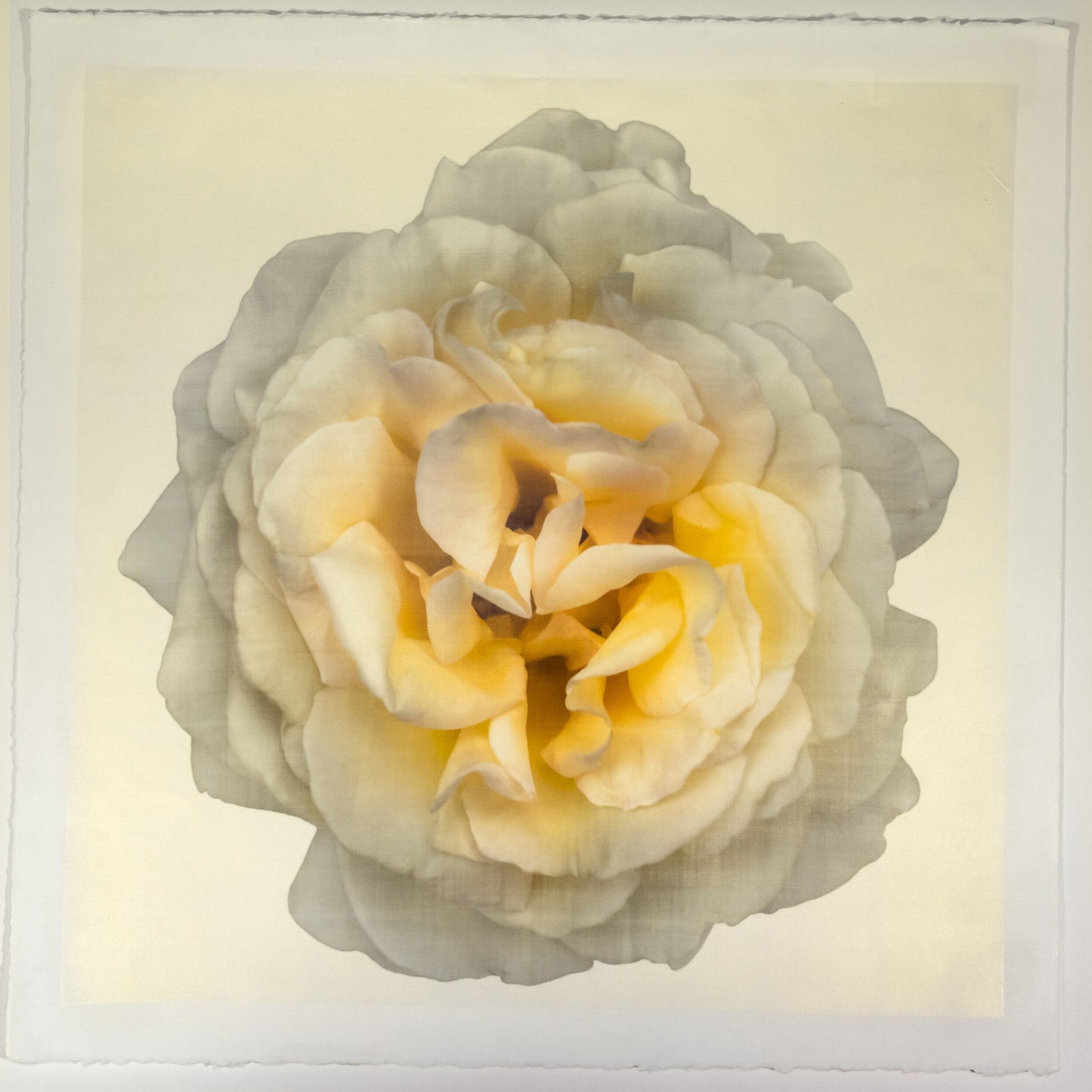 Yellow Rose Print double bloom flower with billowing silvery outer petals, golden background, square shape 20” cotton paper wall art