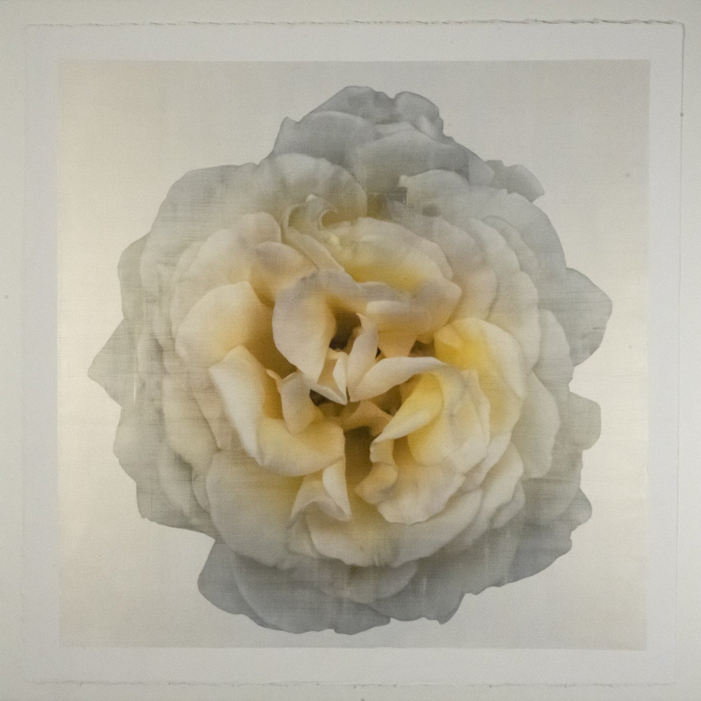 Yellow Rose Print double bloom flower with billowing silvery outer petals, golden background, square shape 20” cotton paper wall art