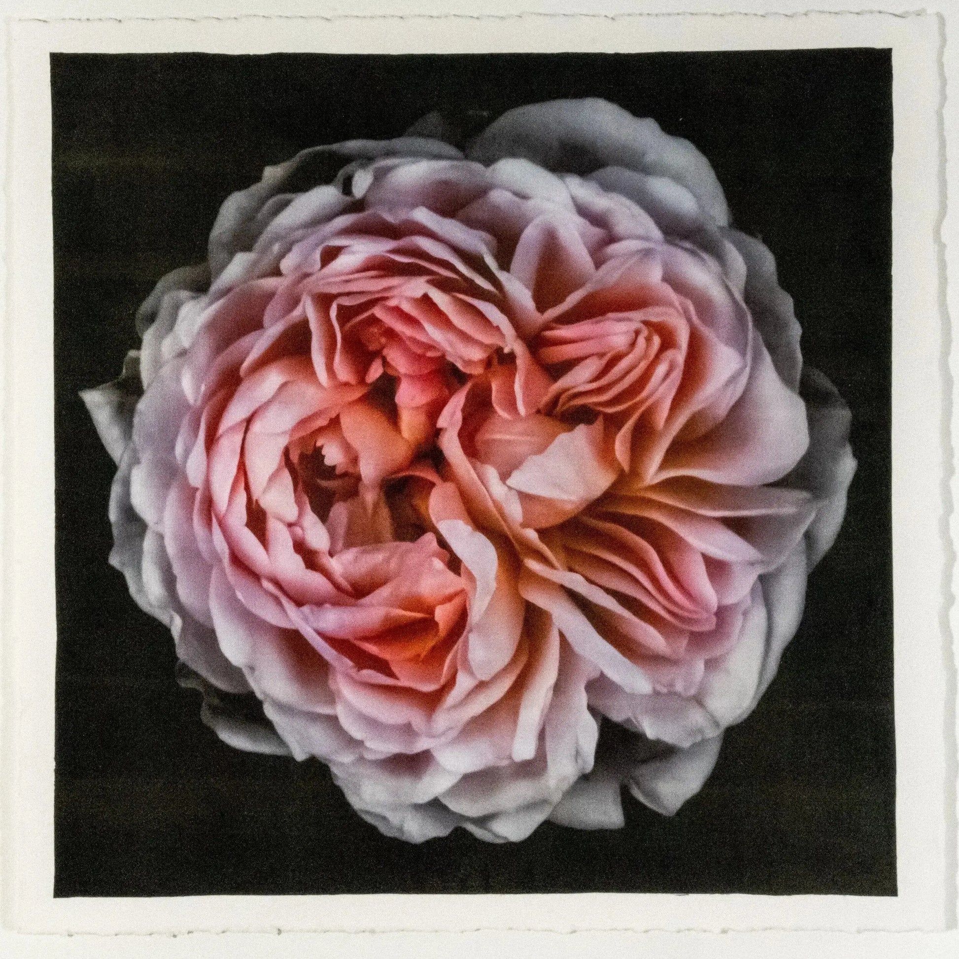 flower print of old-fashioned cream-pink Rose classic rosette form Centered in Square mode, black background, wall art  8” square on cotton paper deckle edge