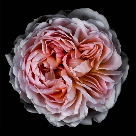 print of old-fashioned cream-pink Rose classic rosette form Centered in Square mode, black background, wall art