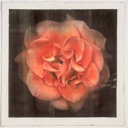 Print of Red Red Rose with golden highlights round and spherical reflexed petals opened in a rosette style Centered in Square mode, black background, wall art 12” square on cotton paper deckle edge