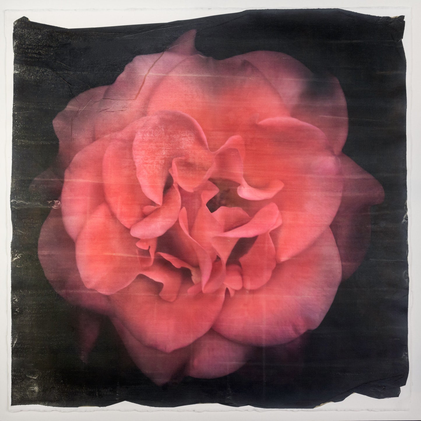 Print of Red Red Rose with golden highlights round and spherical reflexed petals opened in a rosette style Centered in Square mode, black background, wall art 22” square on cotton paper deckle edge