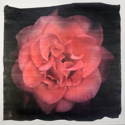 Print of Red Red Rose with golden highlights round and spherical reflexed petals opened in a rosette style Centered in Square mode, black background, wall art 22” square on cotton paper deckle edge