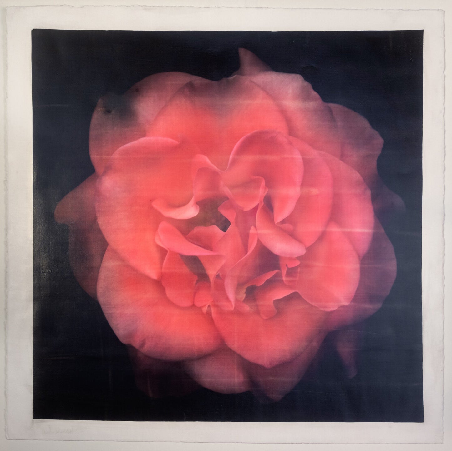 Print of Red Red Rose with golden highlights round and spherical reflexed petals opened in a rosette style Centered in Square mode, black background, wall art 8” square on cotton paper deckle edge