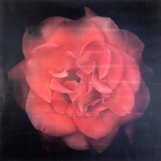 Print of Red Rose with golden highlights round and spherical reflexed petals opened in a rosette style Centered in Square mode on black background wall art