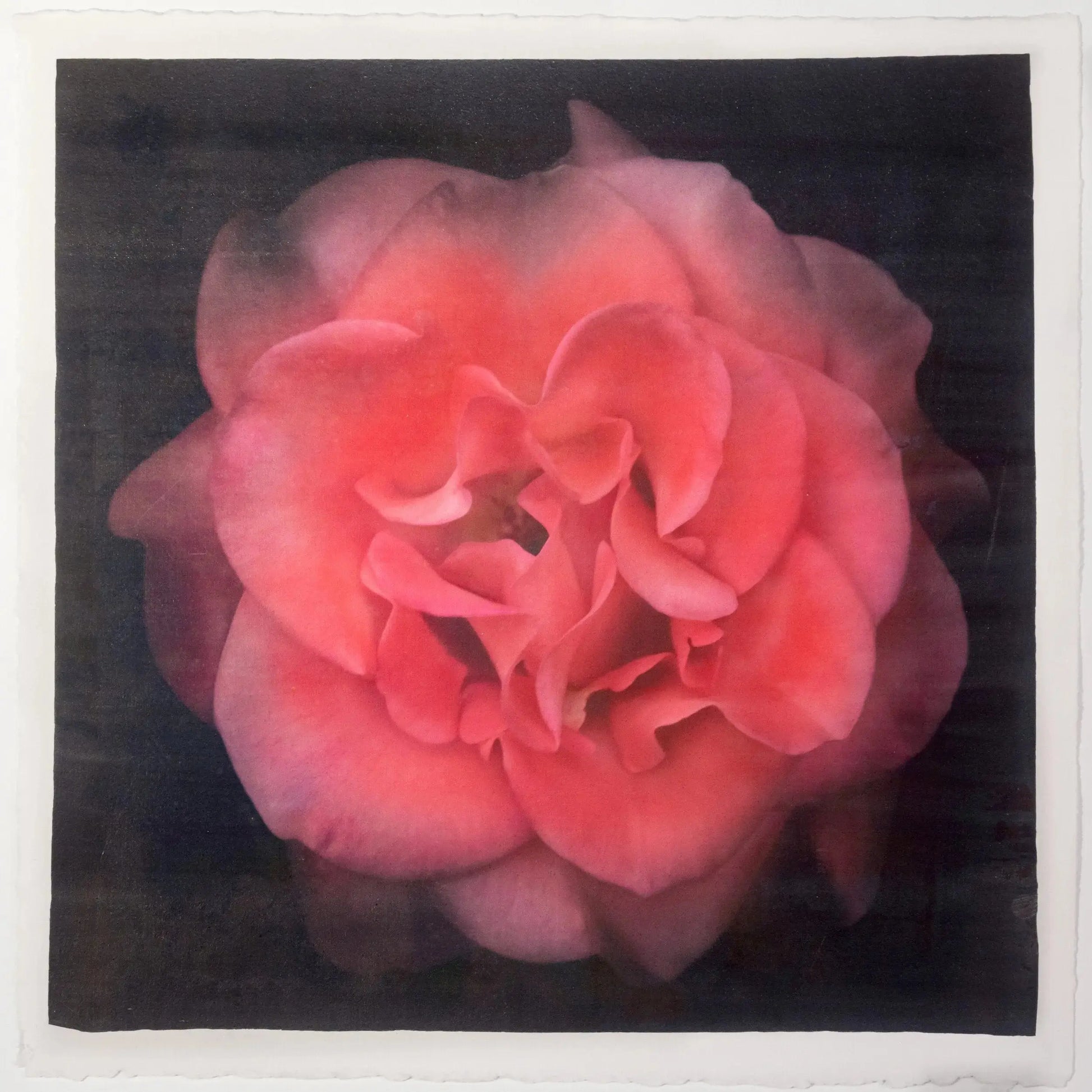 Flower Print of Red Red Rose with golden highlights round and spherical reflexed petals opened in a rosette style Centered in Square mode, black background, wall art 20” square on cotton paper deckle edge