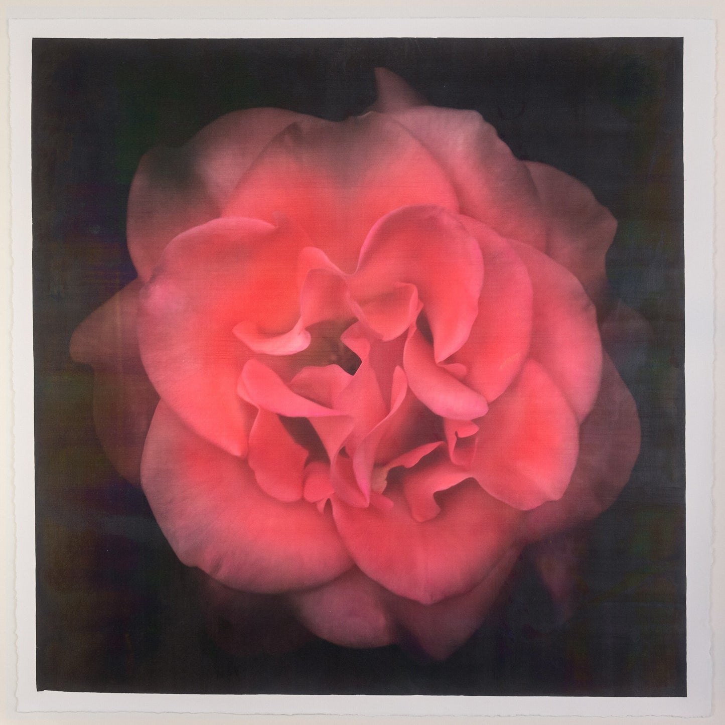 Print of Red Red Rose with golden highlights round and spherical reflexed petals opened in a rosette style Centered in Square mode, black background, wall art 20” square on cotton paper deckle edge