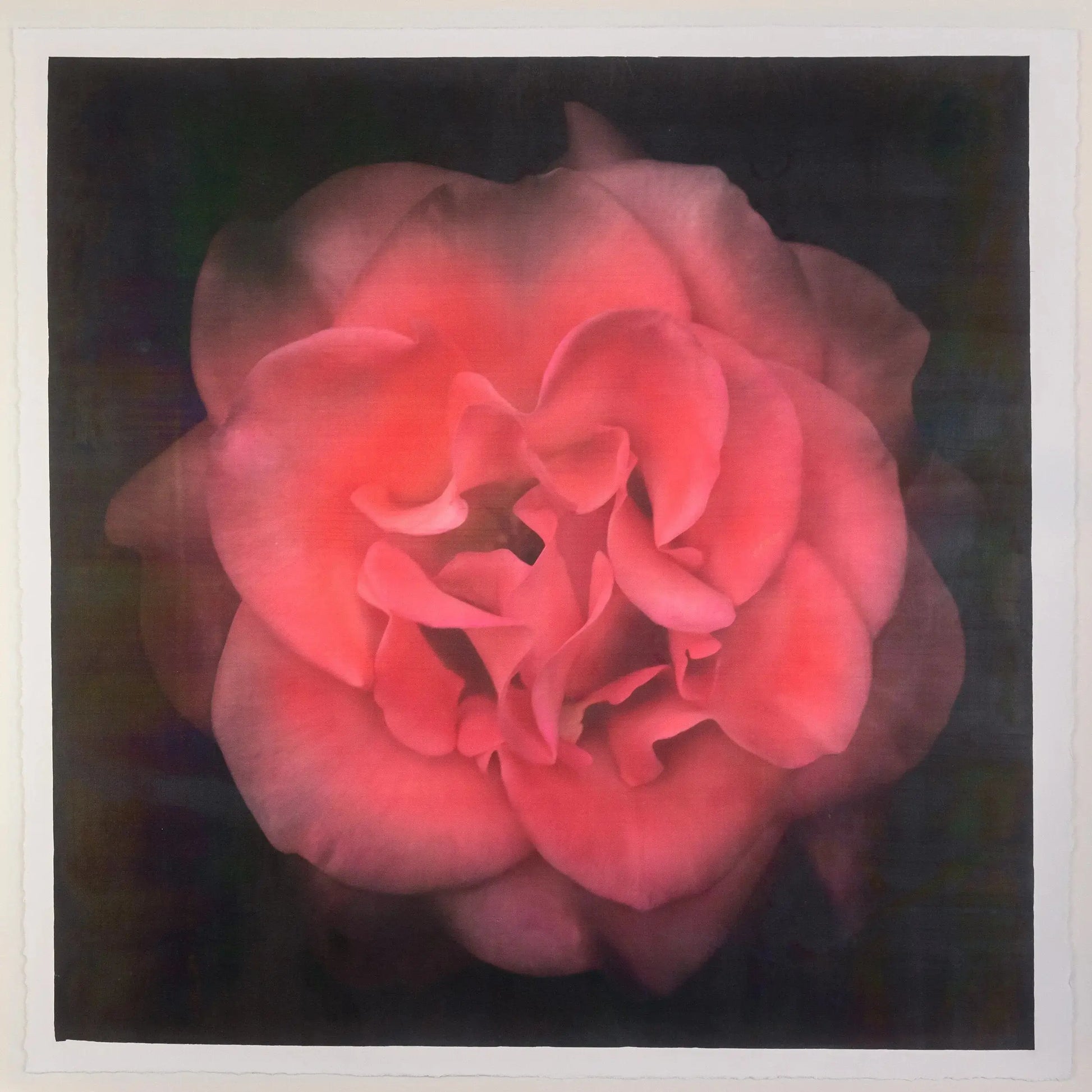 Flower Print of Red Red Rose with golden highlights round and spherical reflexed petals opened in a rosette style Centered in Square mode, black background, wall art 20” square on cotton paper deckle edge