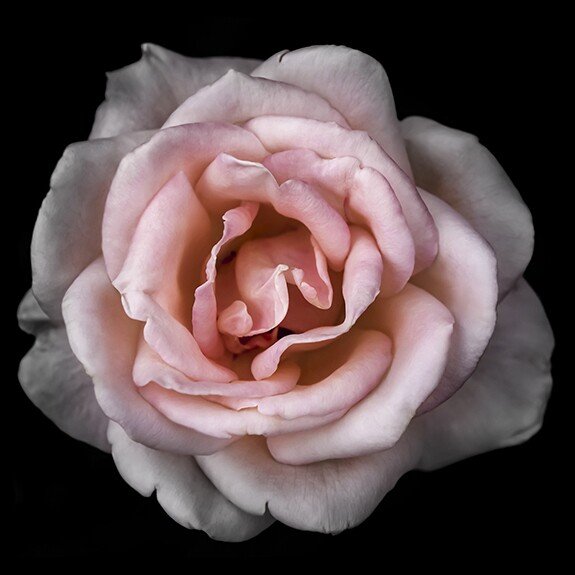 rose with pale pink double blooming reflex petals curling outwards Centered in Square mode, black background, wall art