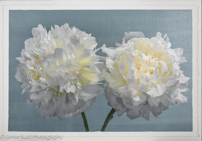 Fine Art handmade Flower print of two full white blooming peony with yellow highlights facing side by side on blue background