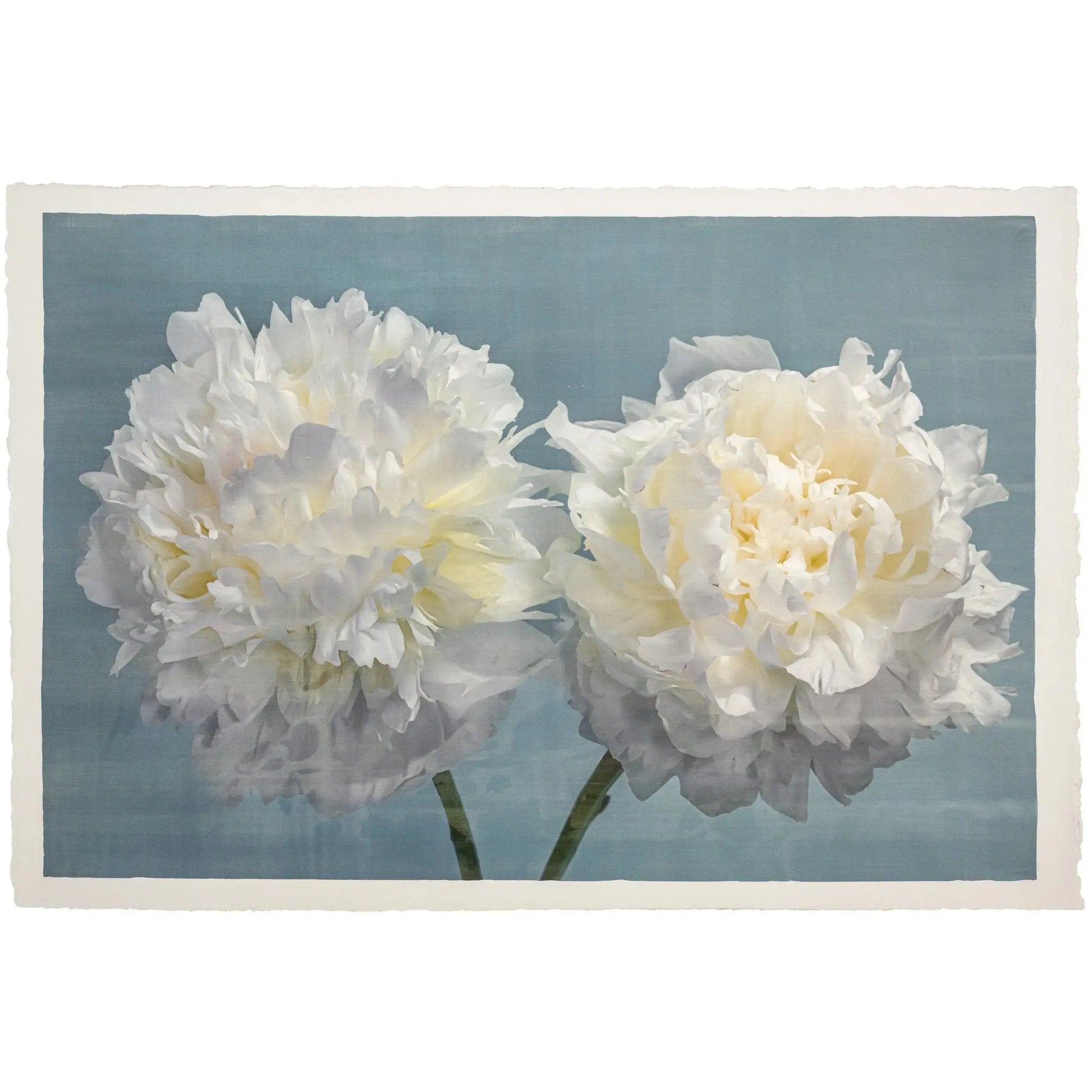 Fine Art handmade Flower print of two full white blooming peony with yellow highlights facing side by side on blue background
