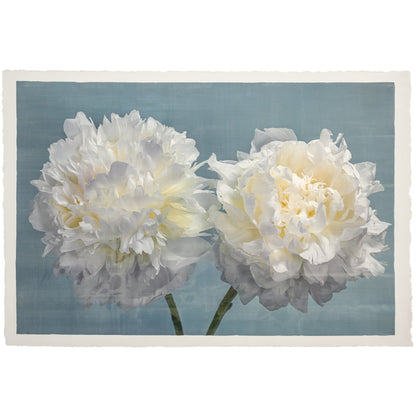 two full bloom white peonies with yellow highlights in the center facing side by side on blue background 12x8” on cotton paper, wall art