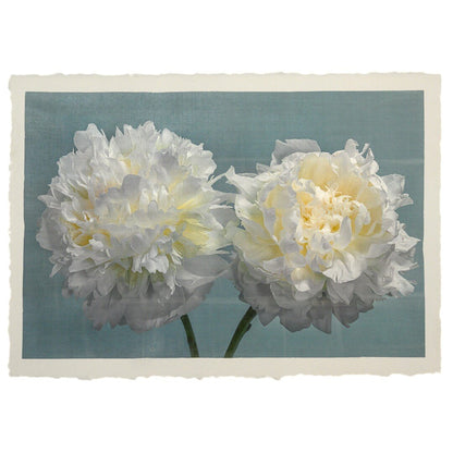 two full bloom white peonies with yellow highlights in the center facing side by side on blue background 18x12” on cotton paper, wall art