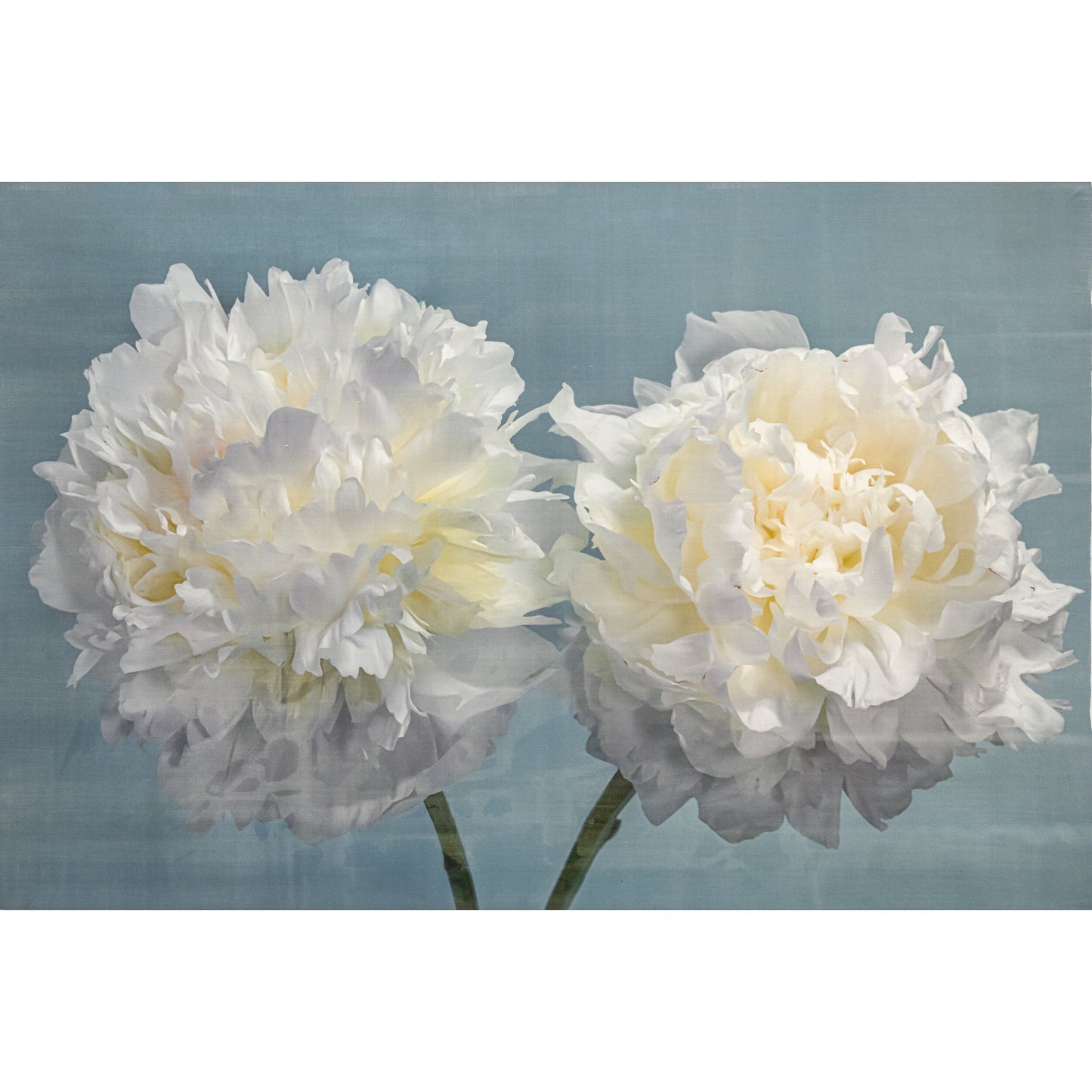 two full bloom white peonies with yellow highlights in the center facing side by side on blue background wall art